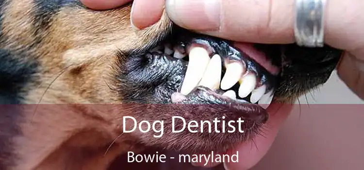 Dog Dentist Bowie - maryland