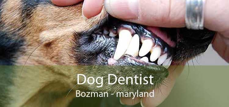 Dog Dentist Bozman - maryland