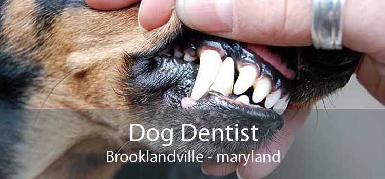 Dog Dentist Brooklandville - maryland