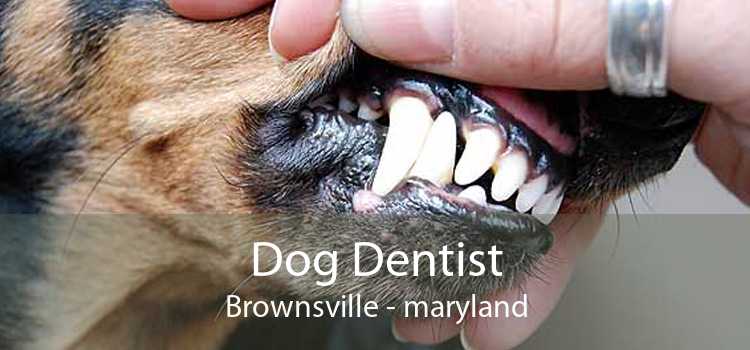 Dog Dentist Brownsville - maryland