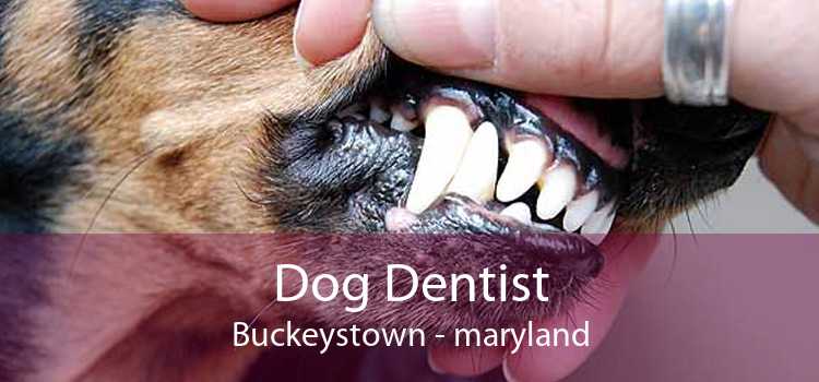 Dog Dentist Buckeystown - maryland