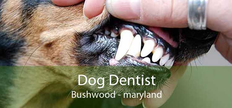 Dog Dentist Bushwood - maryland