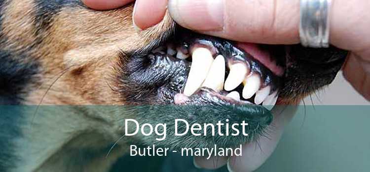 Dog Dentist Butler - maryland