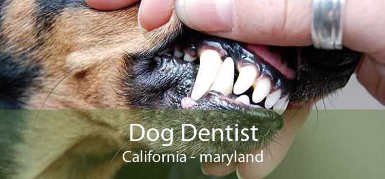 Dog Dentist California - maryland
