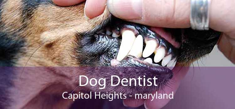 Dog Dentist Capitol Heights - maryland