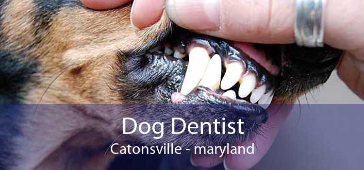 Dog Dentist Catonsville - maryland