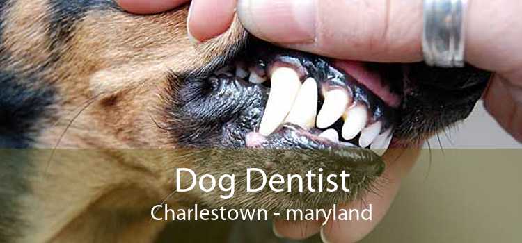 Dog Dentist Charlestown - maryland