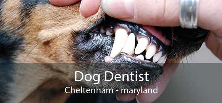 Dog Dentist Cheltenham - maryland