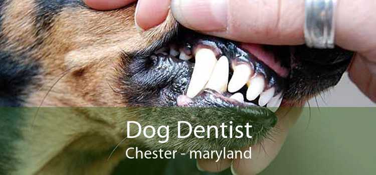 Dog Dentist Chester - maryland