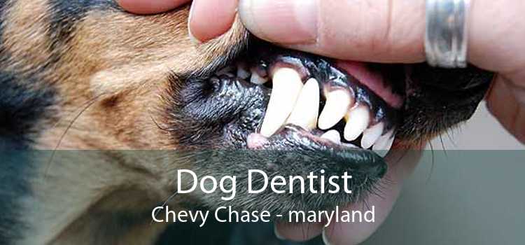 Dog Dentist Chevy Chase - maryland
