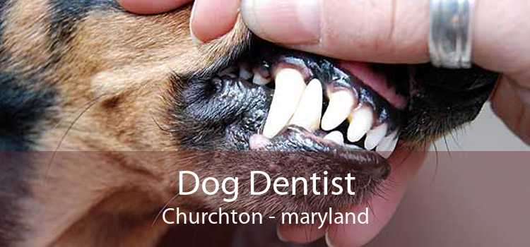 Dog Dentist Churchton - maryland
