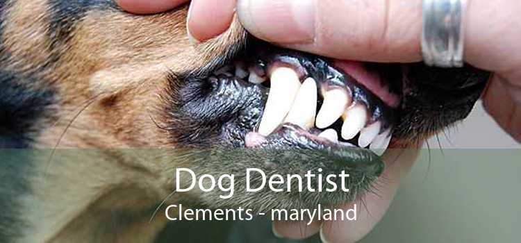 Dog Dentist Clements - maryland