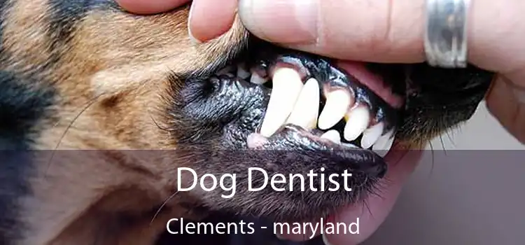 Dog Dentist Clements - maryland