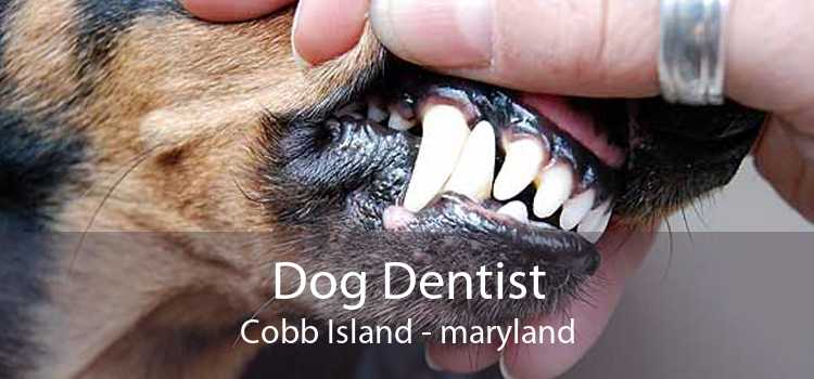 Dog Dentist Cobb Island - maryland