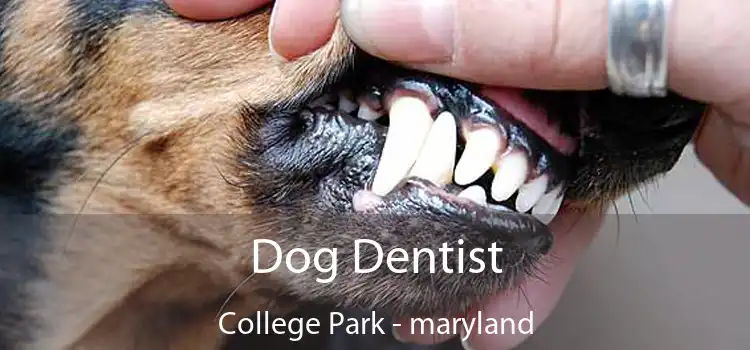 Dog Dentist College Park - maryland