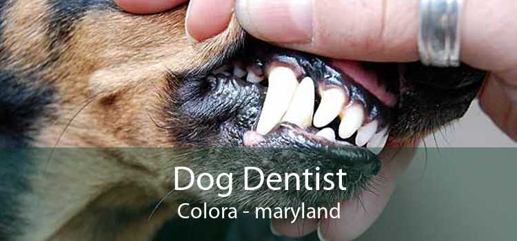 Dog Dentist Colora - maryland
