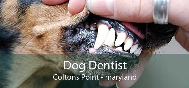 Dog Dentist Coltons Point - maryland