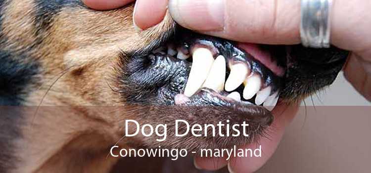 Dog Dentist Conowingo - maryland