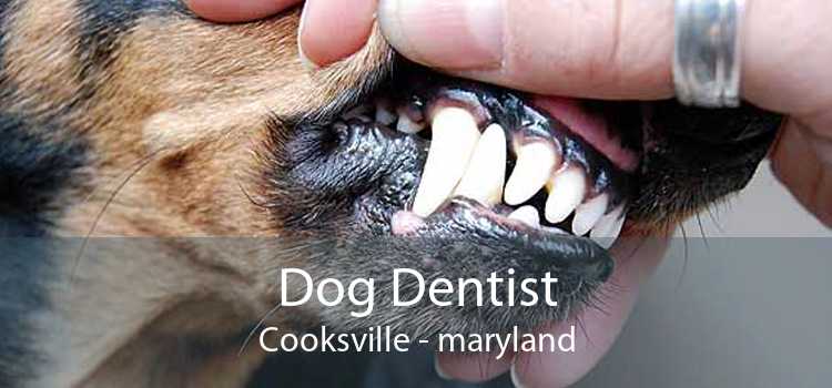 Dog Dentist Cooksville - maryland