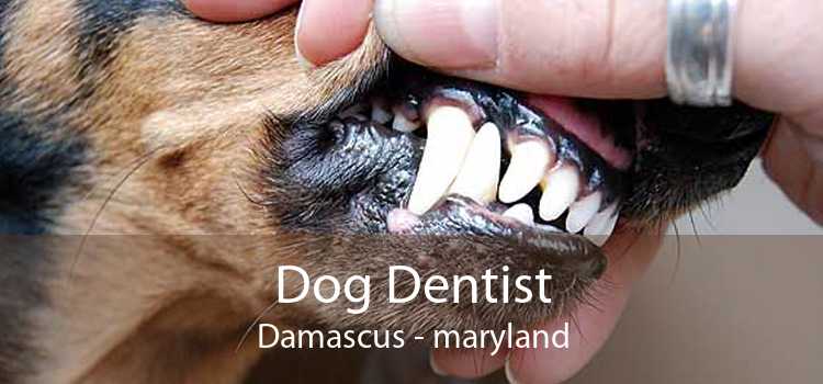 Dog Dentist Damascus - maryland