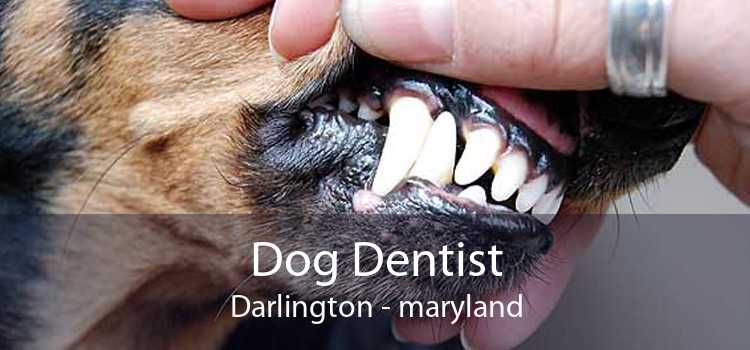 Dog Dentist Darlington - maryland