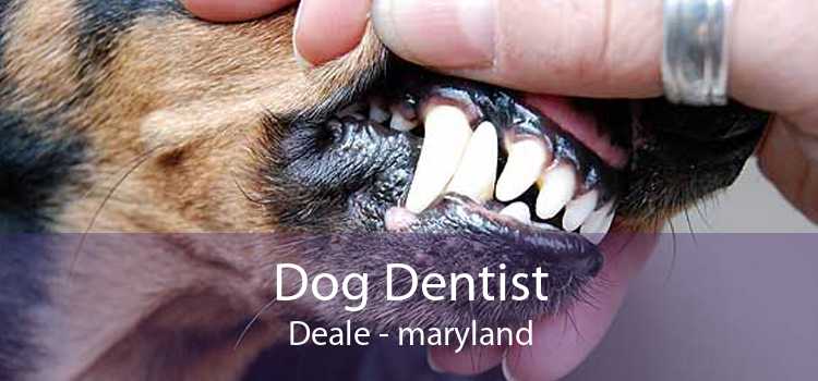 Dog Dentist Deale - maryland
