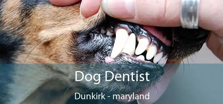 Dog Dentist Dunkirk - maryland