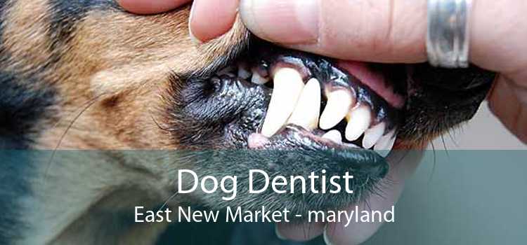Dog Dentist East New Market - maryland