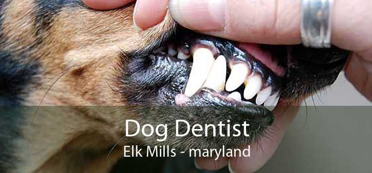 Dog Dentist Elk Mills - maryland