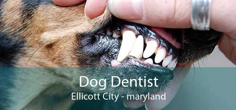 Dog Dentist Ellicott City - maryland