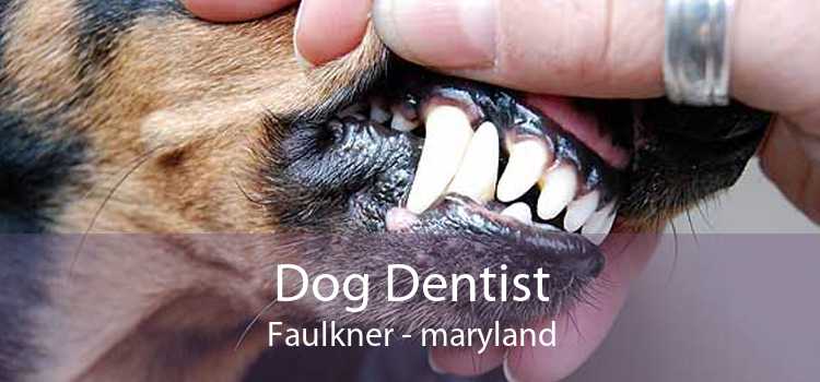 Dog Dentist Faulkner - maryland
