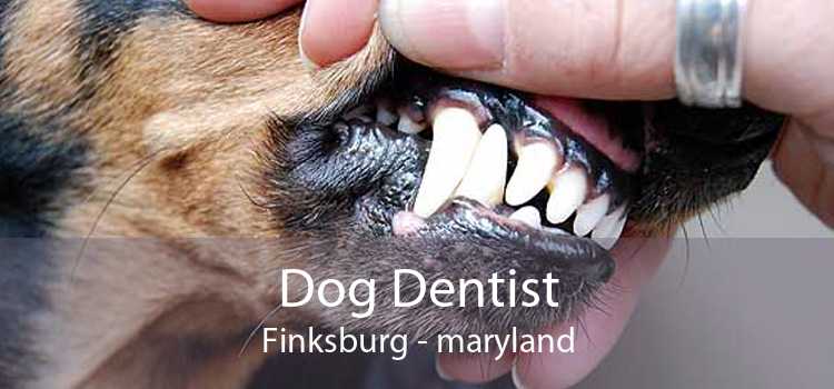 Dog Dentist Finksburg - maryland