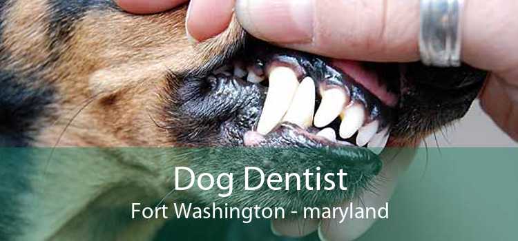 Dog Dentist Fort Washington - maryland