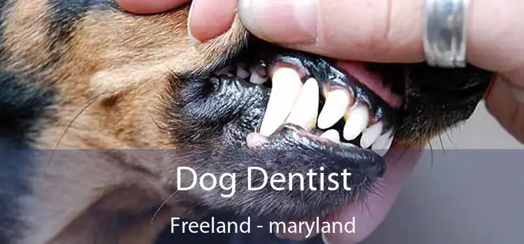 Dog Dentist Freeland - maryland
