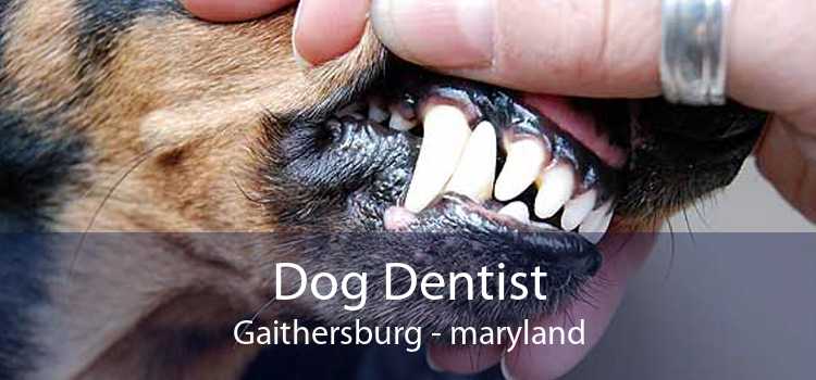 Dog Dentist Gaithersburg - maryland