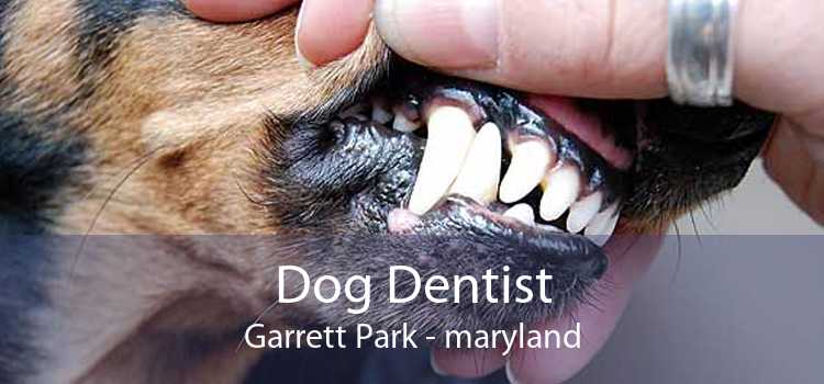 Dog Dentist Garrett Park - maryland