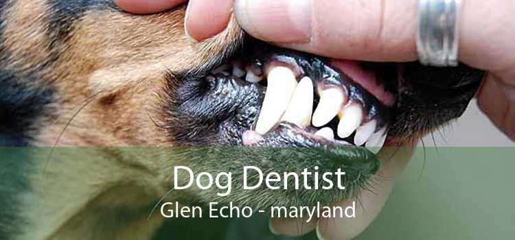 Dog Dentist Glen Echo - maryland