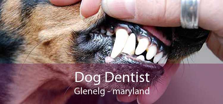 Dog Dentist Glenelg - maryland