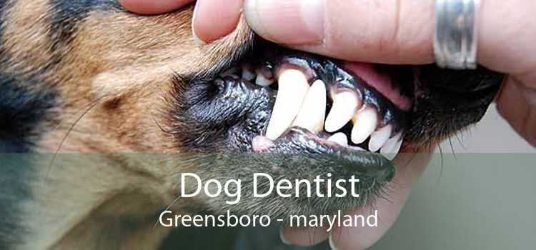 Dog Dentist Greensboro - maryland