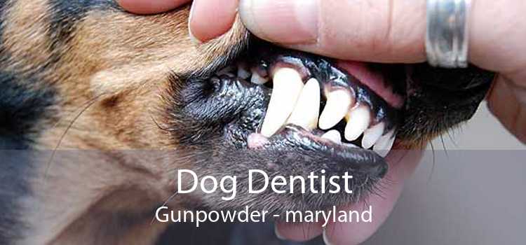 Dog Dentist Gunpowder - maryland