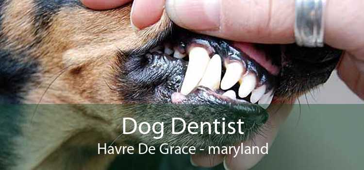 Dog Dentist Havre De Grace - maryland