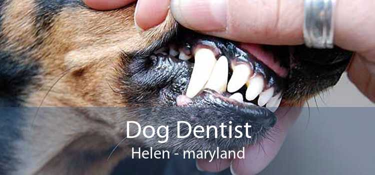 Dog Dentist Helen - maryland