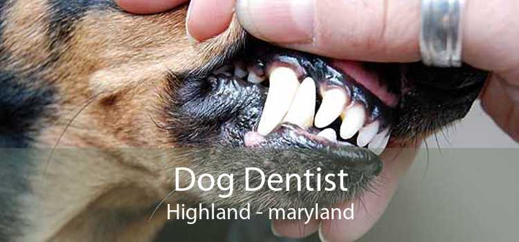 Dog Dentist Highland - maryland