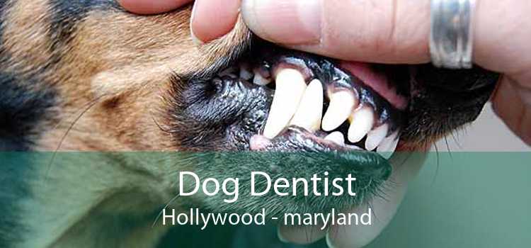 Dog Dentist Hollywood - maryland