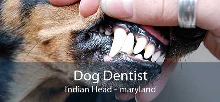 Dog Dentist Indian Head - maryland