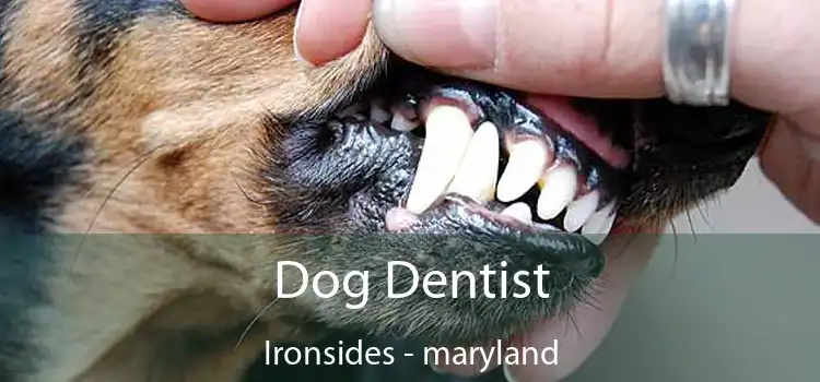 Dog Dentist Ironsides - maryland