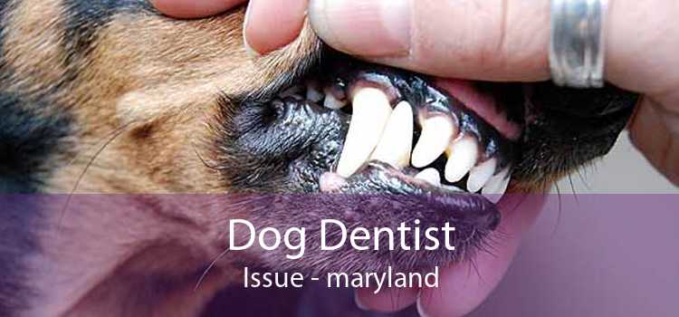 Dog Dentist Issue - maryland