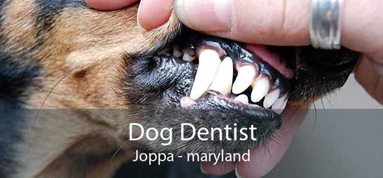 Dog Dentist Joppa - maryland
