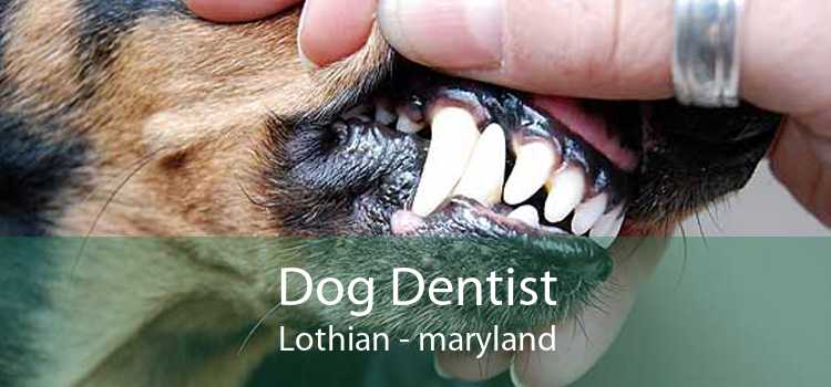 Dog Dentist Lothian - maryland
