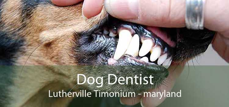 Dog Dentist Lutherville Timonium - maryland